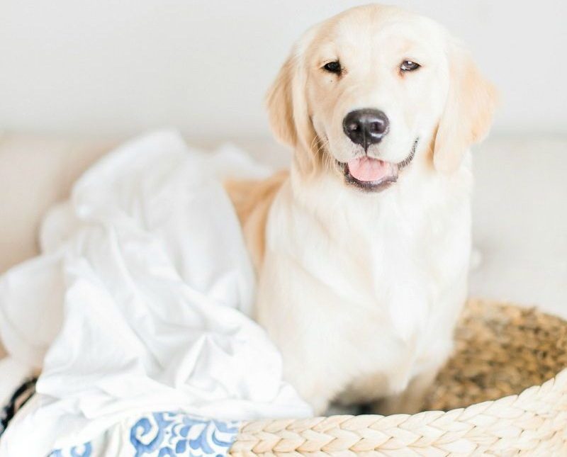 A golden retriever sits beside a woven basket with a white blanket draped over the edge, looking at the camera with its mouth slightly open.